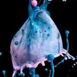 �� ����� �����