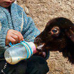 ����� �������