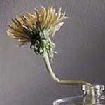 �� ���� ����� �� ��� �� ������ �������� �������