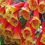 ����� ������ ������