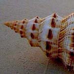 ��� ���� ����� �� �� ��� ���� ����� �...