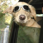 ���� ��� ����� �� �����