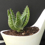 ����� ����� ������ �����