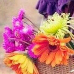 ���� ����� 