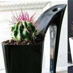 ������� ���� ����� ���� �������