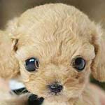 ���� ��� ���� ������� ���� �����