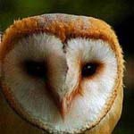 ���� ����� ������� :-)