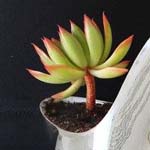 ����� ����� ����� ����� 