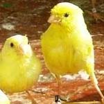 ��� �����