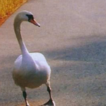 ����� ����� ���� ���