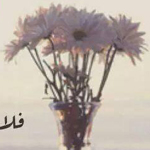 ���� ����� 