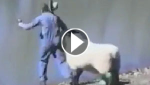فيديو مضحك.. خروف يحتفل بالعيد على طريقته الخاصة