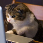 ��� ���� ����������