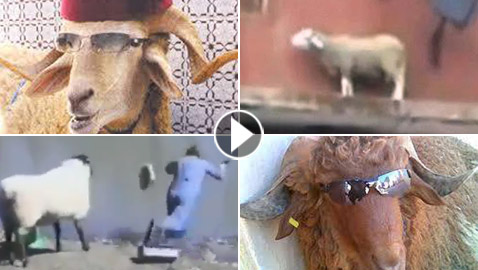 قصص مضحكة وغريبة لخروف العيد: من كسر يد طفل للهروب لطفلة قطرت بعينه