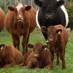 ���� ������ :-)