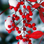 ���� �������