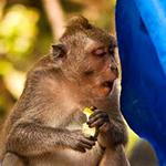 ��� ����� ����� ������