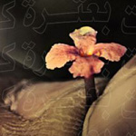 ��� ����� �����