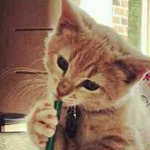 ����� ����