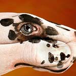 ���� ��� ��� ��� �����