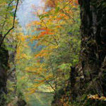 ���� ����� �������