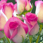 ���� ����� �������