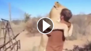 فيديو مذهل.. عناق حار وودي بين رجل وأسد