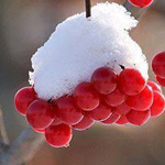 ��� ���� �� ��� ����