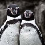 �� ����� ������ 