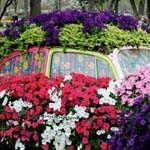 ���� ���� �� �������