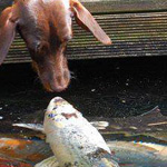 ������ ������� ��� ����