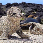 ��� ���� �� ���� ������