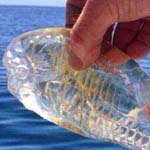 ��� ����