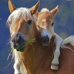 �� ���� ��������