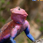 ����� ��� ��� ������ ���