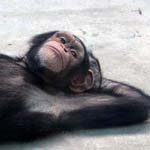 ������ ������ ���