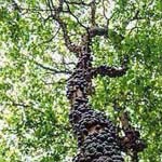 ���� ����� ����� ���������� 