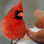 ���� ����� ����