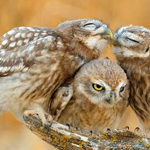 ����� ������ ������