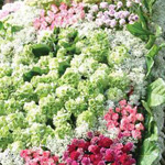 ���� ������ 