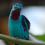 ���� ������� �������� - ���� ��������