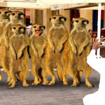 ���� ��� ����� - �����