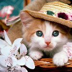 ���� ������� ������� ������