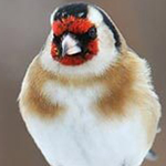 ����� ���� ��� ������