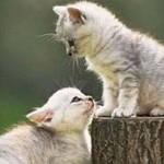 ���� ����