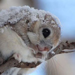 ��� ������� �����