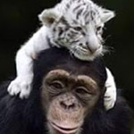 ����� ������ ���� ��� �����