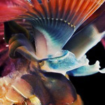 �� ����� ������ �������