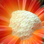 ��� �� �������  ����� ����