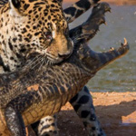 ������ ��� ������ ������ ��� �� ����� ���